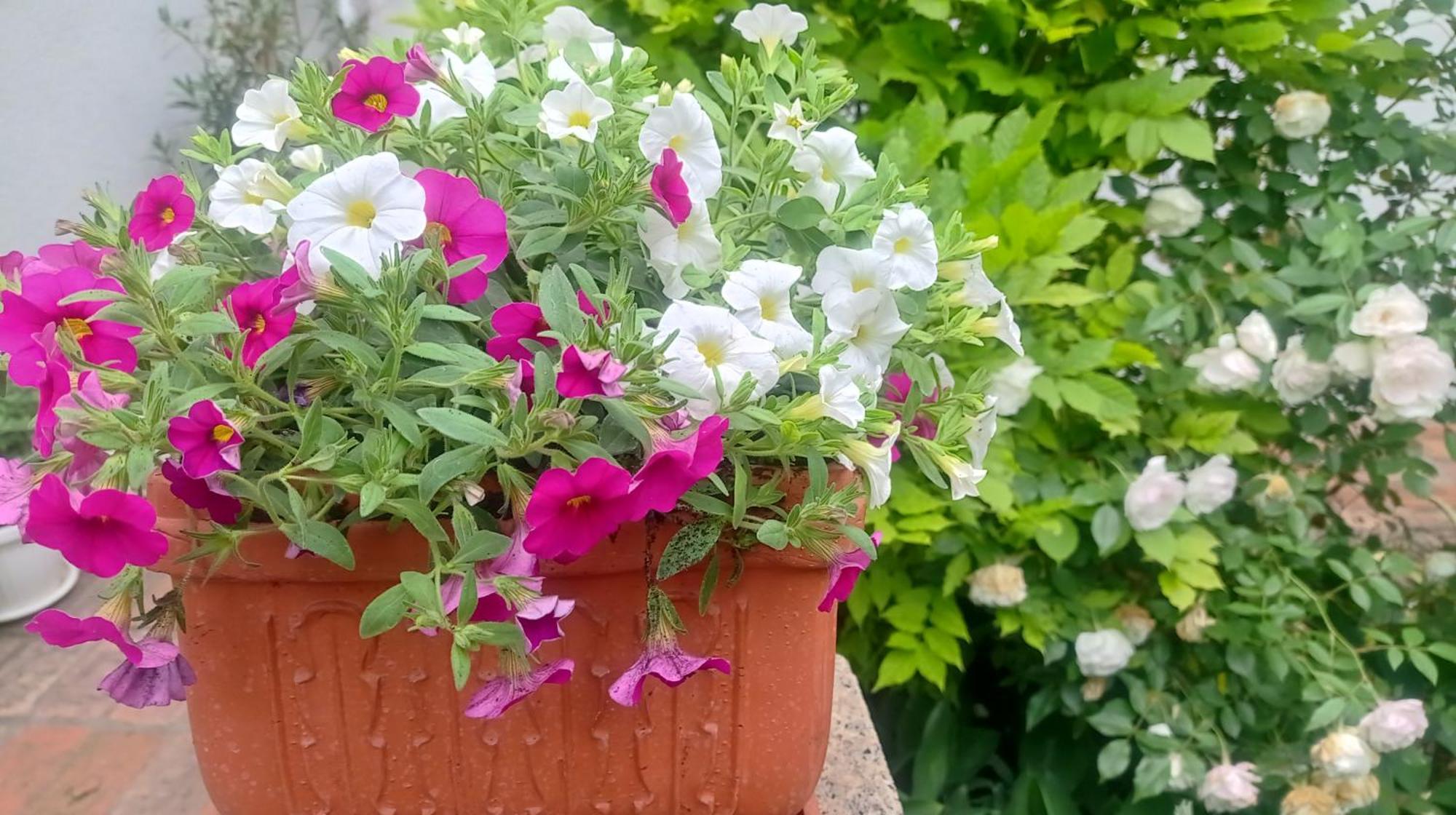 Belgrade Apartment Happy Garden Bagian luar foto